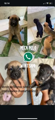 Vende-se 3 fêmeas e 6 machos disponíveis filhotes pastor alemão , raça pura.