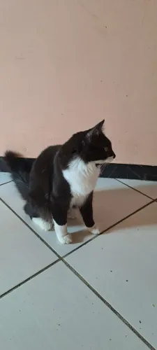 DOAÇÃO GATA CASTRADA