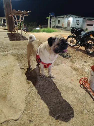 Pug adulto disponível