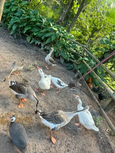 Vendo 6 gansos adultos fêmeas e machos 
