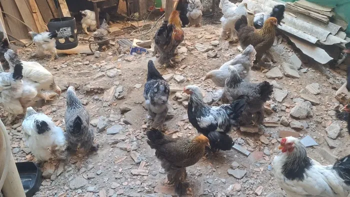 Dúzia de ovos da raça brahma