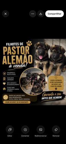 Vende-se filhote de pastor alemão