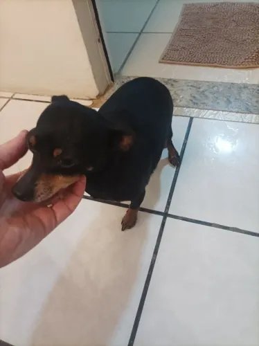 Vendo Pincher 
