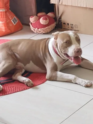Filhote  de pitbul 
