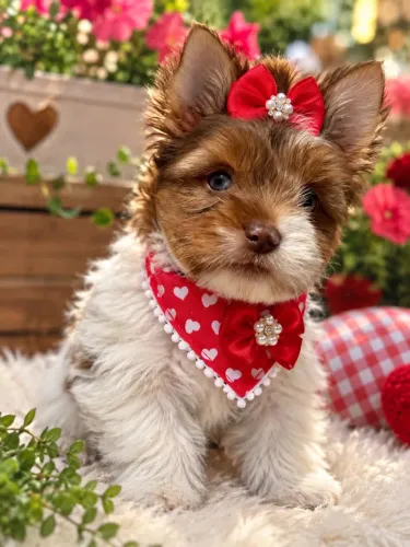 Yorkshire merle fêmea com olho azul! Imperdível filhotes