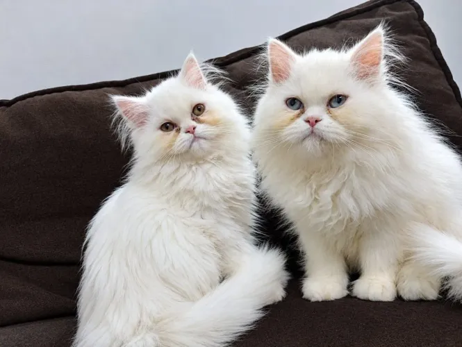 Filhotes gato persa. Lindos