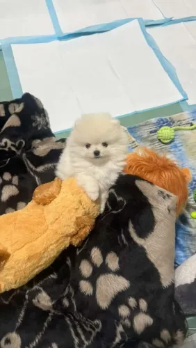 Spitz Alemão lindo demais