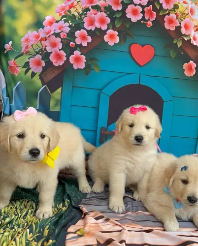 Filhotes puros para alegrar sua família Golden Retriever