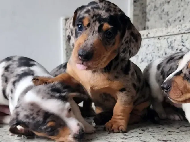 Lindos e Espertos, Basset/Teckel com Suporte.