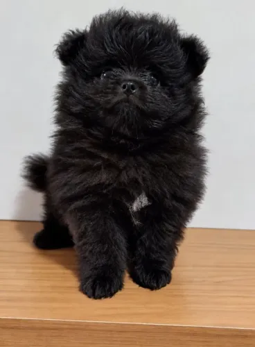 Spitz Alemão