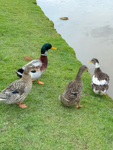 Ovos férteis de marreco rouen.