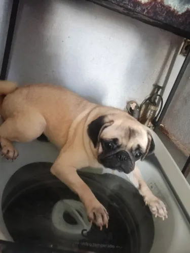 Vendo Pug fêmea 