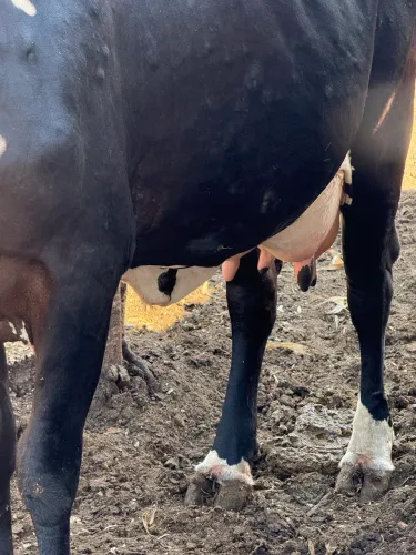 Vaca 