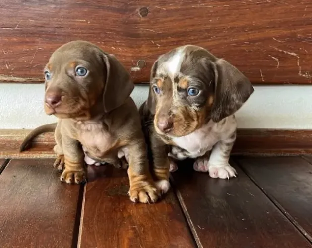 Filhote Dachshund (salsichinha mofada) para o Natal