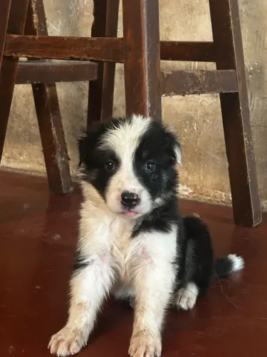 Filhotes de border collie