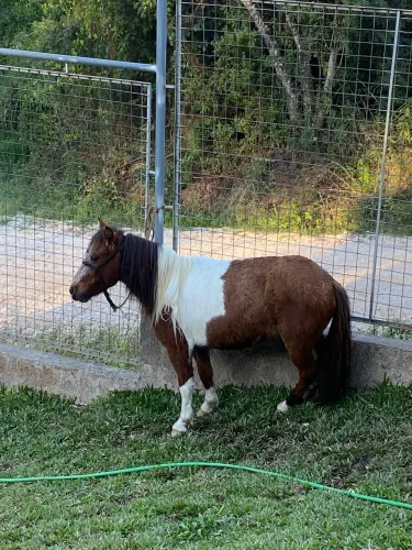Mini ponei prenha 