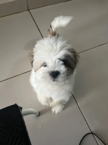 Lhasa fêmea 2 meses