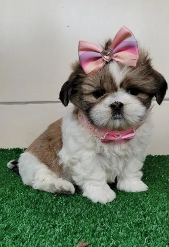 Fêmeas shih-tzu!!! Canil Registrado 