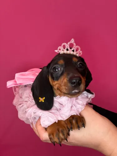 Dachshund linda !! Black 
