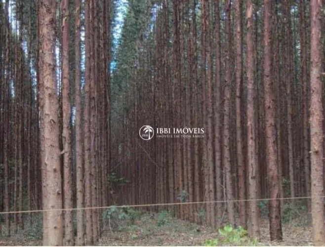 Essa fazenda são.1330 hectares 670 hectares São de eucalipto pronto pra corte