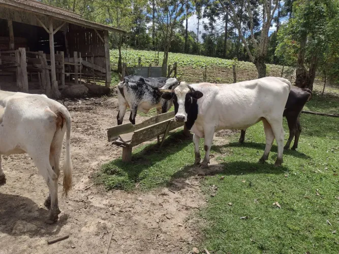 2 vacas e 1 touro 