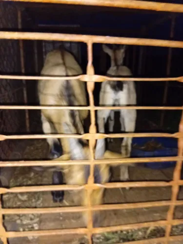 2 cabrito com  3 meses  genética leiteira parda alpina a mãe  da 3litro