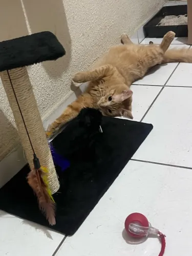 Doa-se gatinho laranja