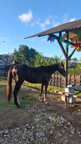Cavalo quarto de milha novo