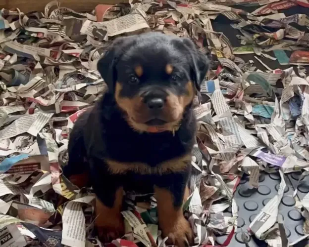Filhote rottweiler, Dê um lar para um filhotinho e ganhe um amigo para sempre!