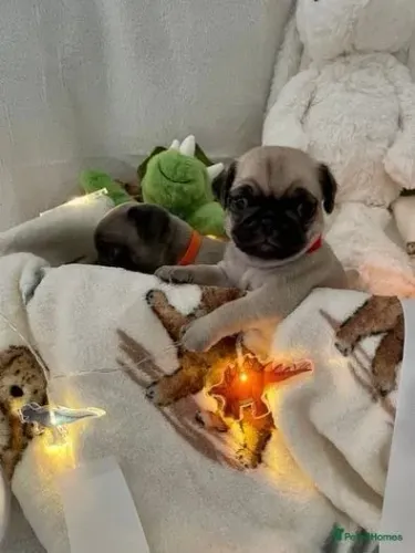 Filhotes pug linhagem selecionada e temperamento super dócil
