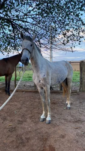 cavalo marcha picada