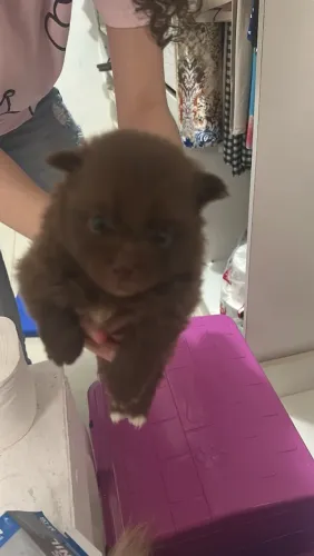Lulu da pomerania