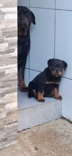 Linda fêmea rottweiler pedigree cbkc 