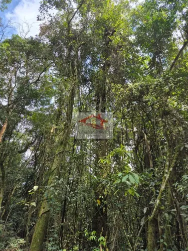 Chácara, caminho Vila Elvio- Piedade - R$ 60 mil,