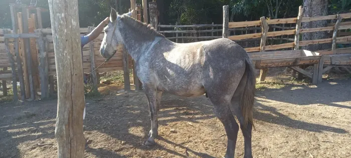 Burro tordilho