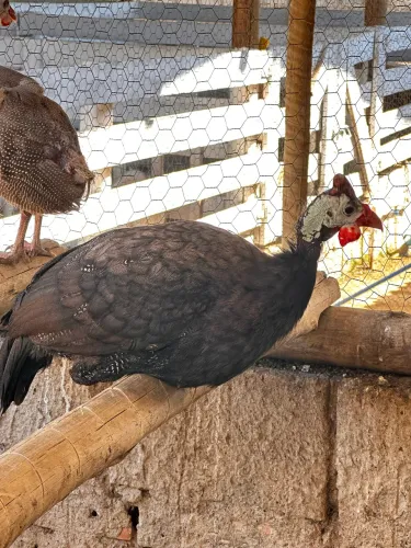 Galinha Angola