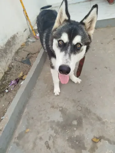 Vende-se husky fêmea de 6 meses