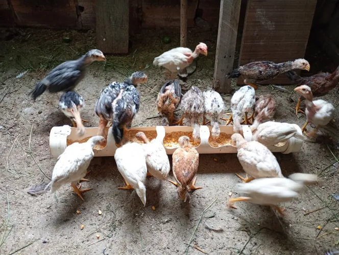 Vendo pintinhos caipira 