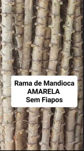 MANDIOCA AMARELA (RAMA PARA PLANTAR)