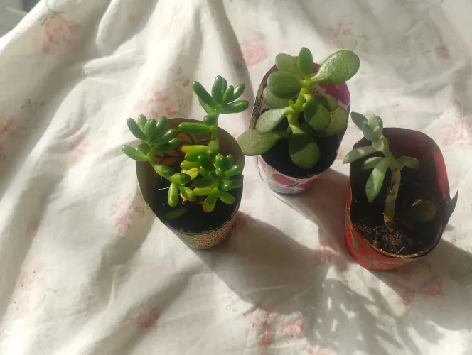 Vendo plantas