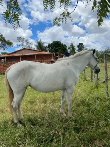 Égua