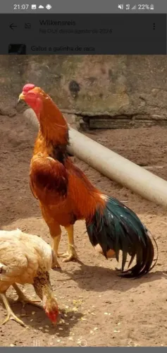 Vendo