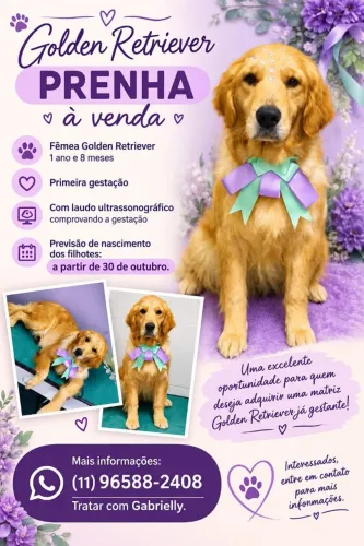 Golden Retriever