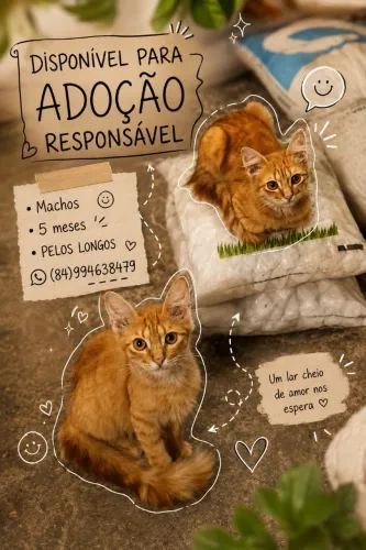 Gatos para adoção 
