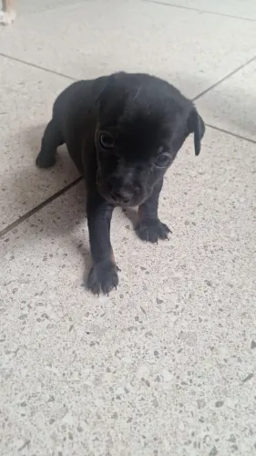 Pinscher puro e dócil à venda. Garanta seu companheiro de tamanho pequeno.