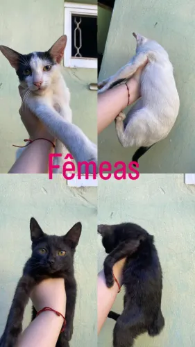 Doação de gatinhas lindas 