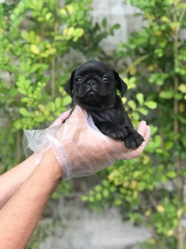 Filhotes de Pug | Seu próximo parceiro de aventuras chegou!