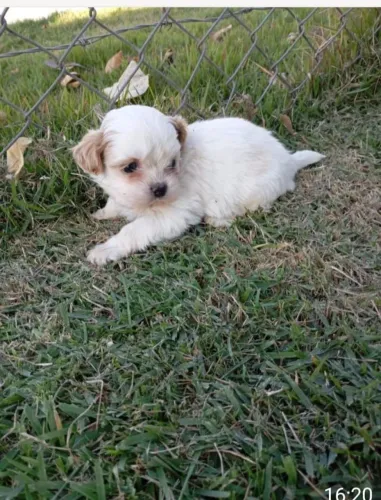 Cachorro
