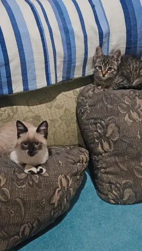 Gatos para adoção 