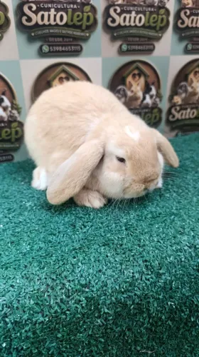 Mini Lop